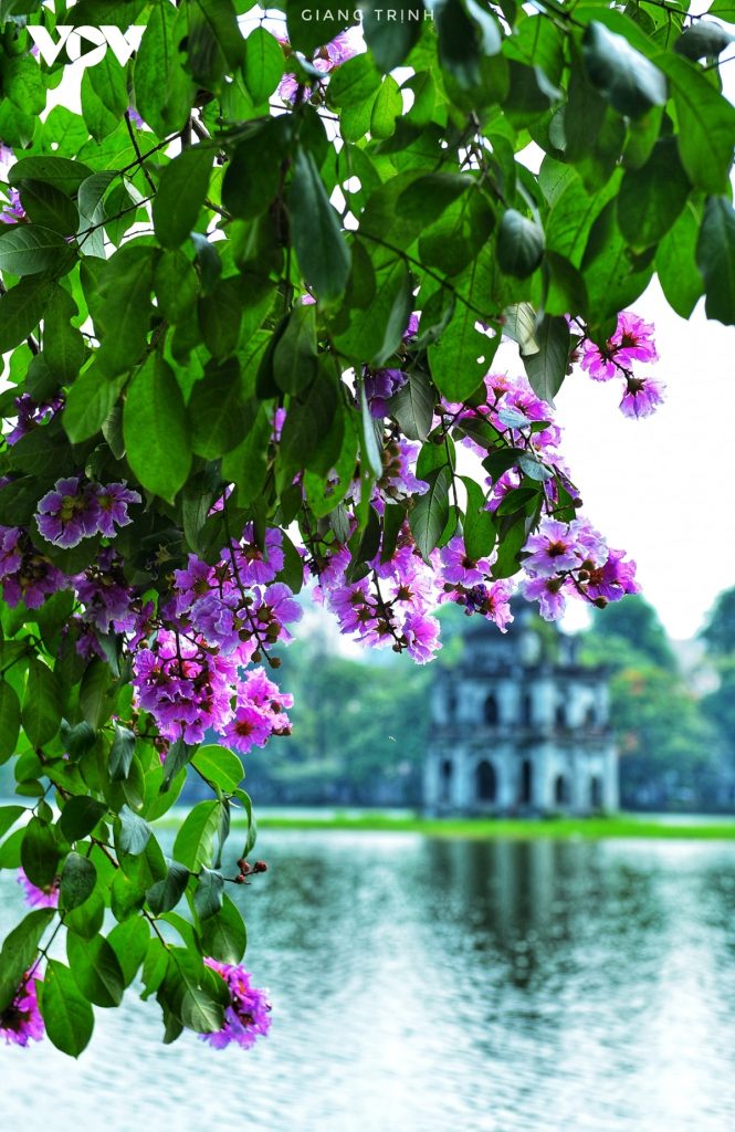 Mùa Hoa bằng lăng , mùa thi và mùa chi tay bạn bè
