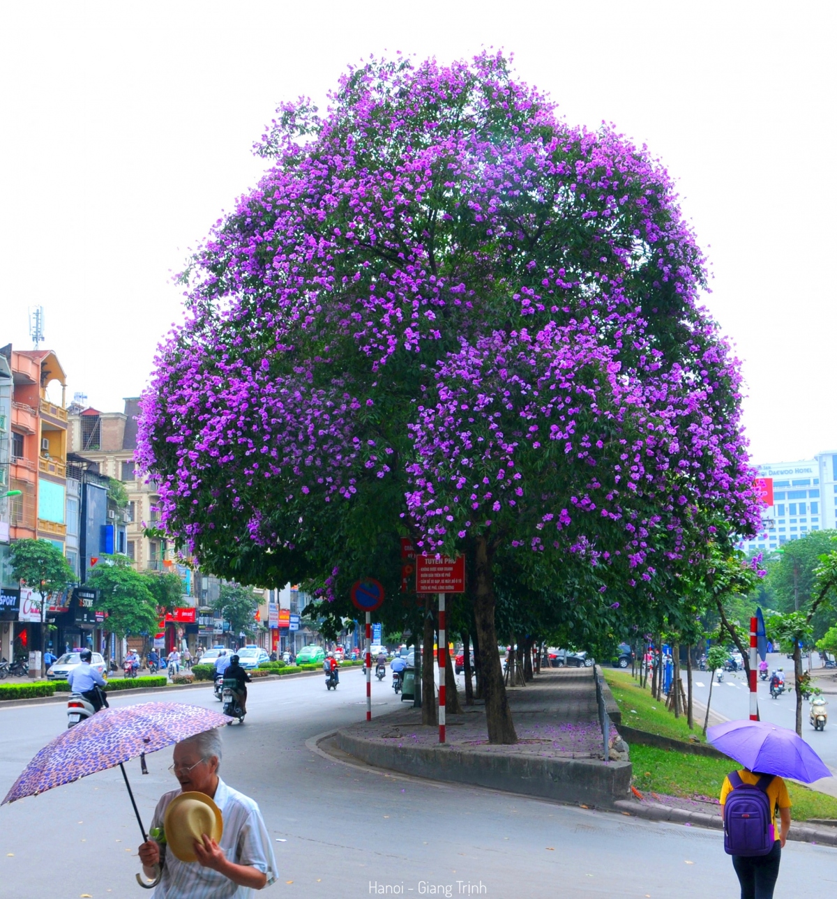 Mùa Hoa bằng lăng , mùa thi và mùa chi tay bạn bè